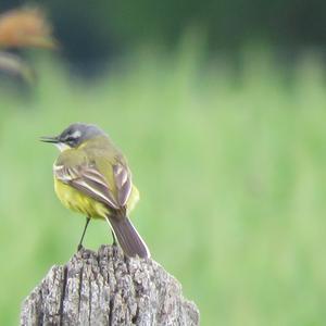 Yellow Wagtail