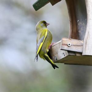 European Greenfinch