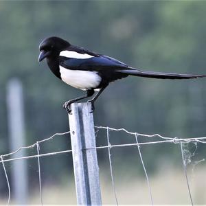 Black-billed Magpie