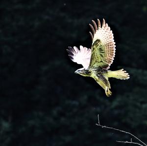 Mäusebussard