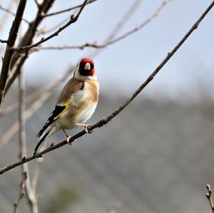 European Goldfinch