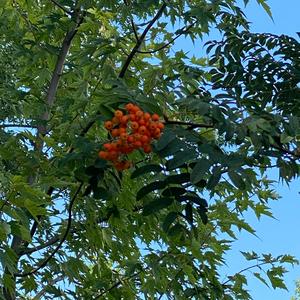 Unknown Species