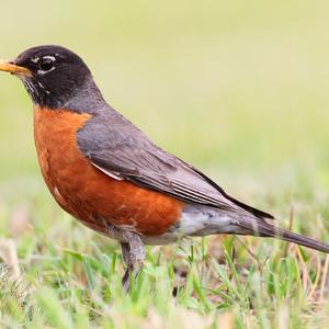 American Robin