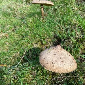 Parasol Mushroom