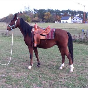 Arabian Horse