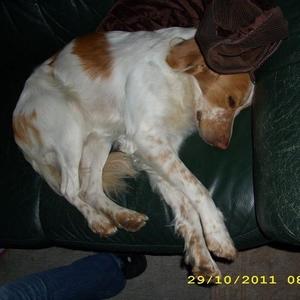Unknown Breed