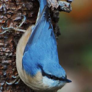 Wood Nuthatch