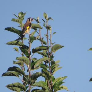 European Goldfinch