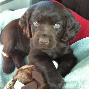 Spaniel (Field)