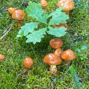 Larch Suillus