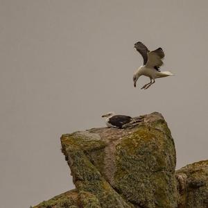 Great Black-backed Gull