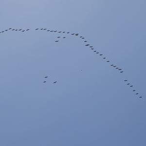 Greylag Goose