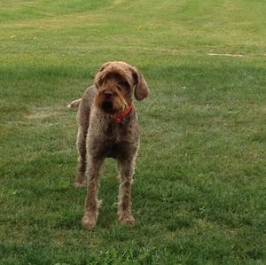 Wirehaired Pointing Griffon