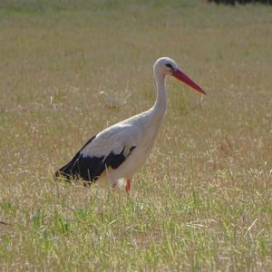 White Stork