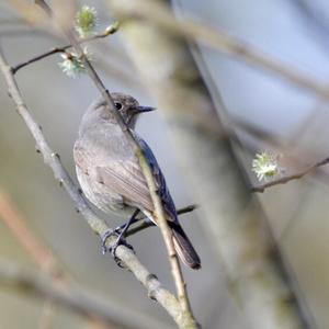 Black Redstart