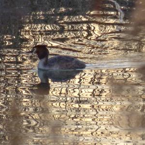 Great Crested Grebe