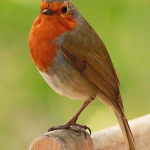 European Robin