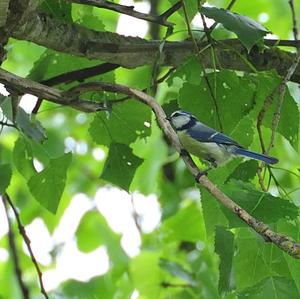 Blue Tit