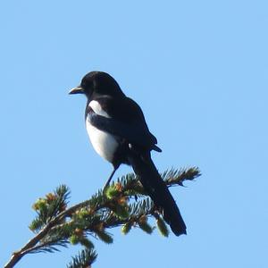 Black-billed Magpie