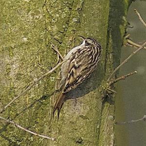 Short-toed Treecreeper