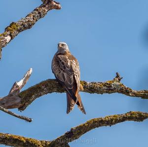 Red Kite