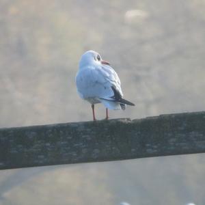 Black-headed Gull