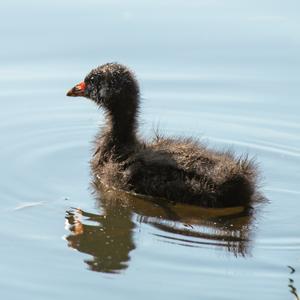 Common Moorhen