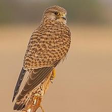 Common Kestrel