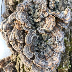 Turkey-tail