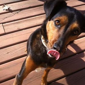 Unknown Breed