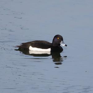 Tufted Duck