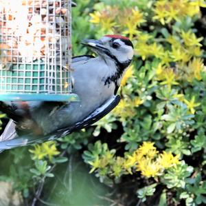 Great Spotted Woodpecker