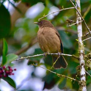 Clay-coloured Thrush