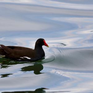 Common Moorhen