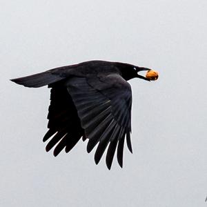 Carrion Crow