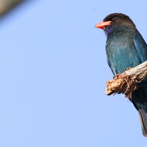 Asian Dollarbird