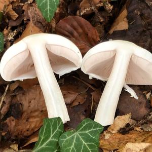 Yellow-foot Agaric