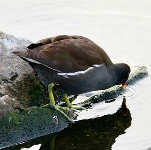 Common Moorhen