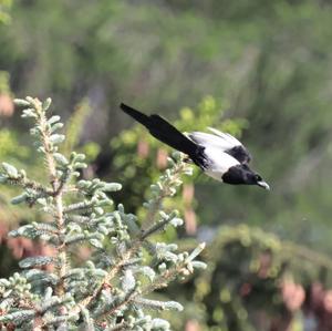 Black-billed Magpie