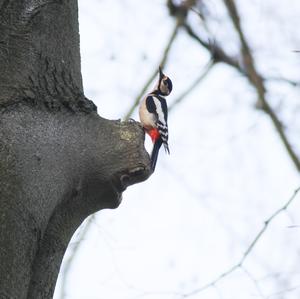 Great Spotted Woodpecker