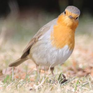 European Robin