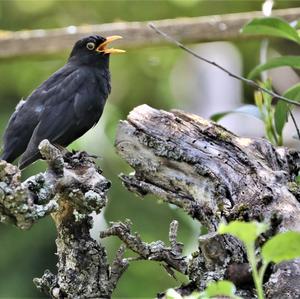 Eurasian Blackbird