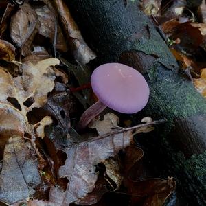 Amethyst Deceiver