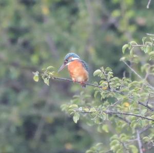 Eisvogel