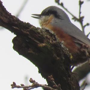 Wood Nuthatch