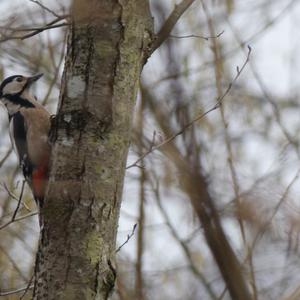 Great Spotted Woodpecker