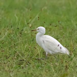 Cattle Egret