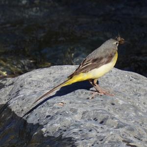 Grey Wagtail