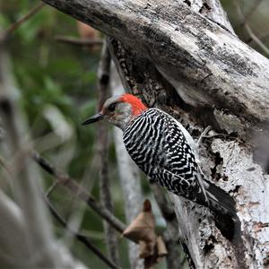 Red-bellied Woodpecker