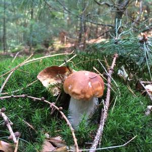 King Bolete